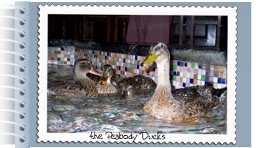 The Peabody Ducks.